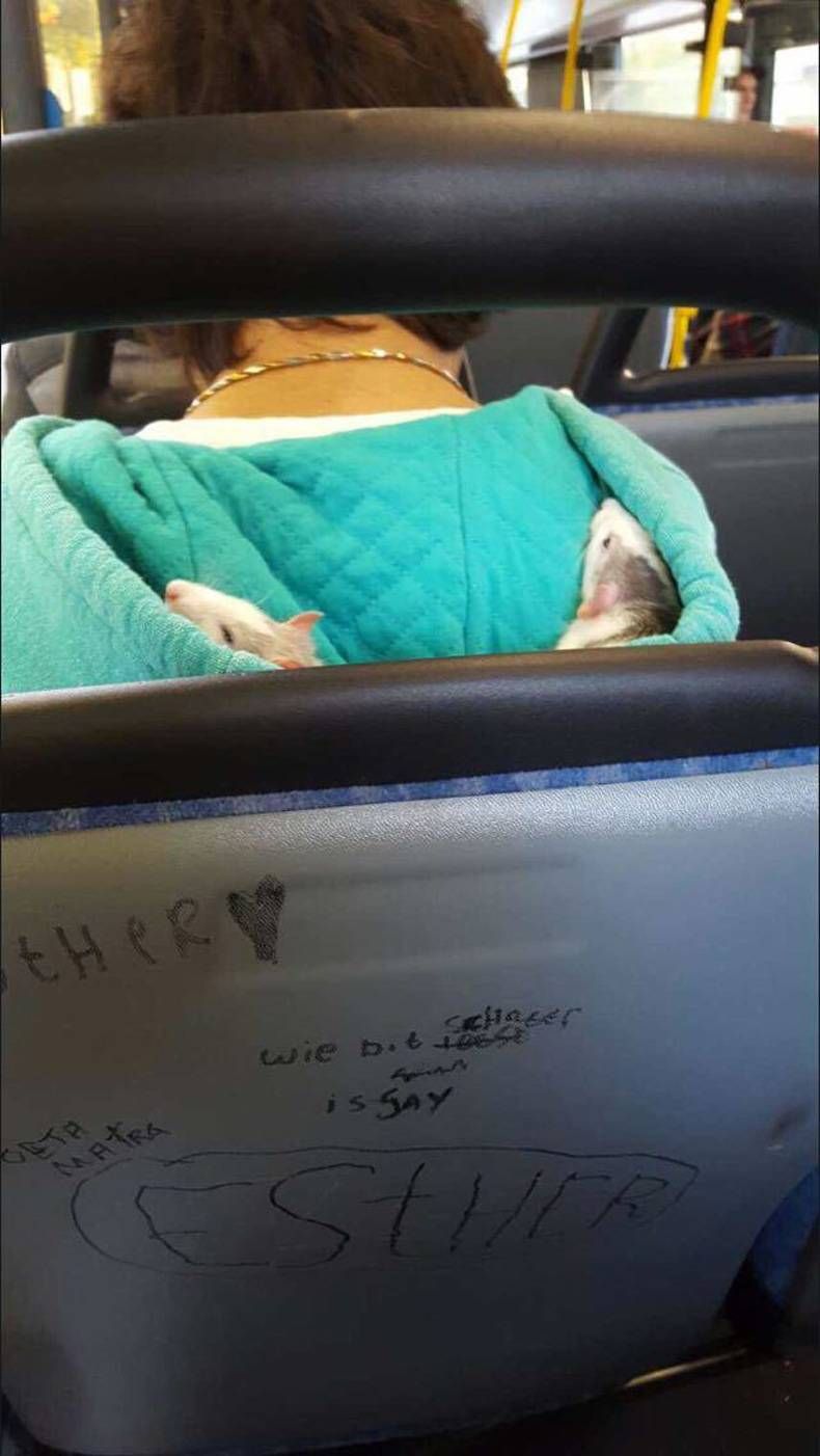 Gewoon een verzameling hilarische foto's #732