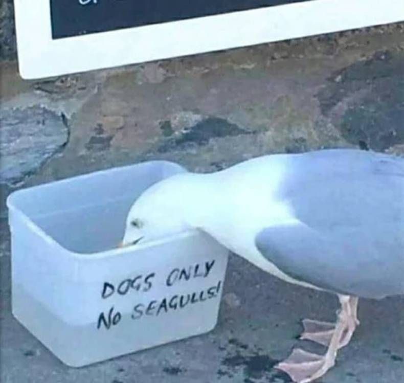 Gewoon een verzameling hilarische foto's #1396