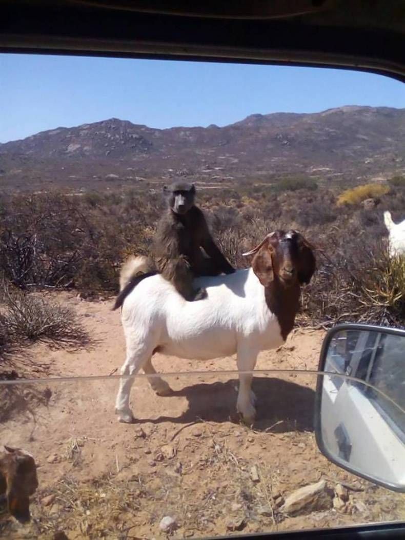 Gewoon een verzameling hilarische foto's #1360
