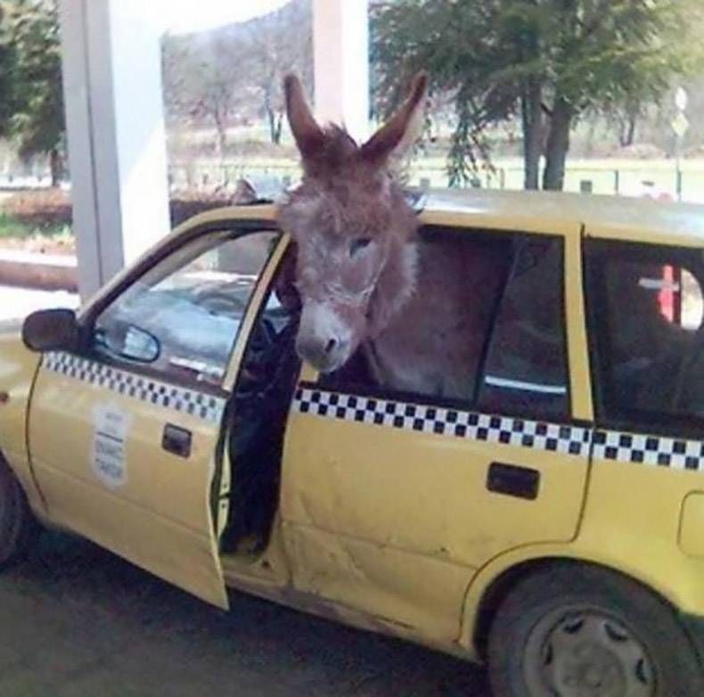 Gewoon een verzameling hilarische foto's #1251