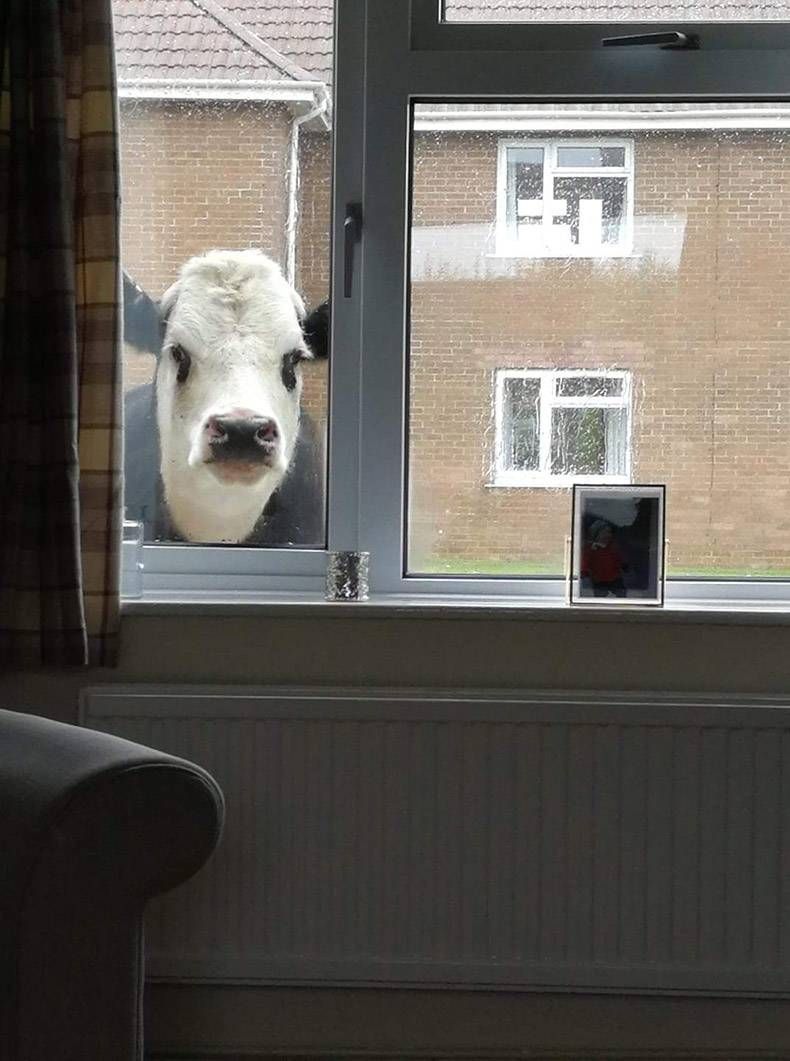 Gewoon een verzameling hilarische foto's #1166