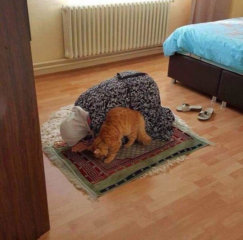 Gewoon een verzameling hilarische foto's #1165