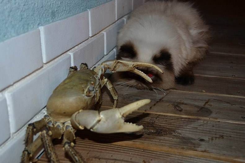 Gewoon een verzameling hilarische foto's #1040
