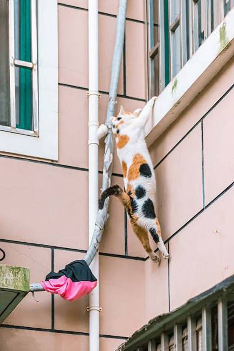 Gewoon een verzameling hilarische foto's #820