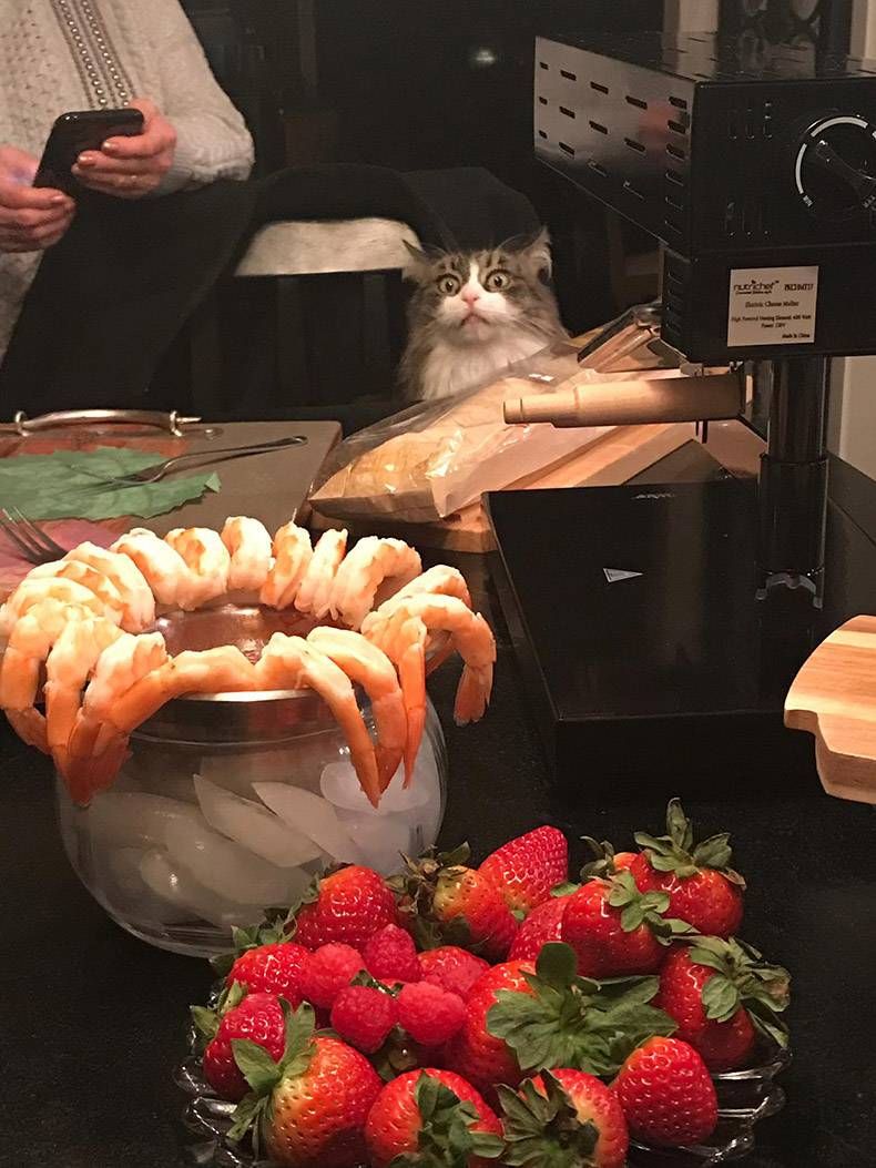 Gewoon een verzameling hilarische foto's #1057