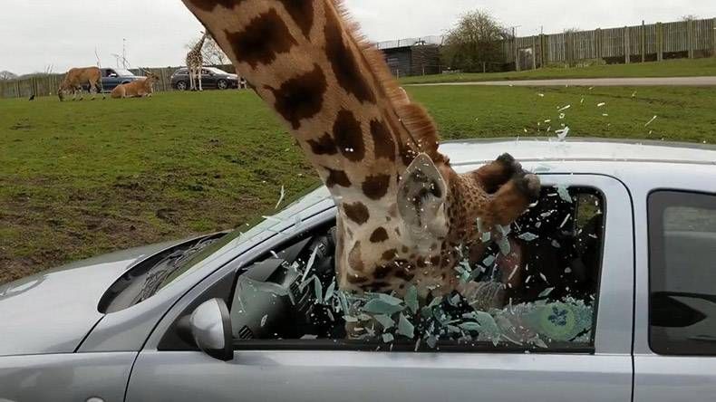 Gewoon een verzameling hilarische foto's #979