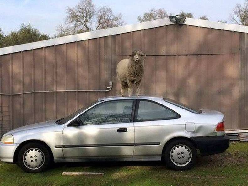 Gewoon een verzameling hilarische foto’s #809