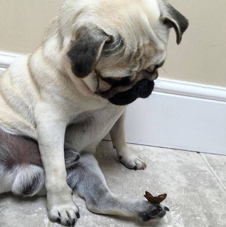 Gewoon een verzameling hilarische foto's #738