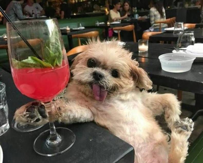 Gewoon een verzameling hilarische foto's #902