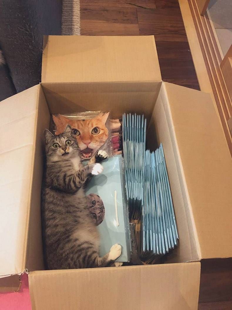 Gewoon een verzameling hilarische foto's #1099