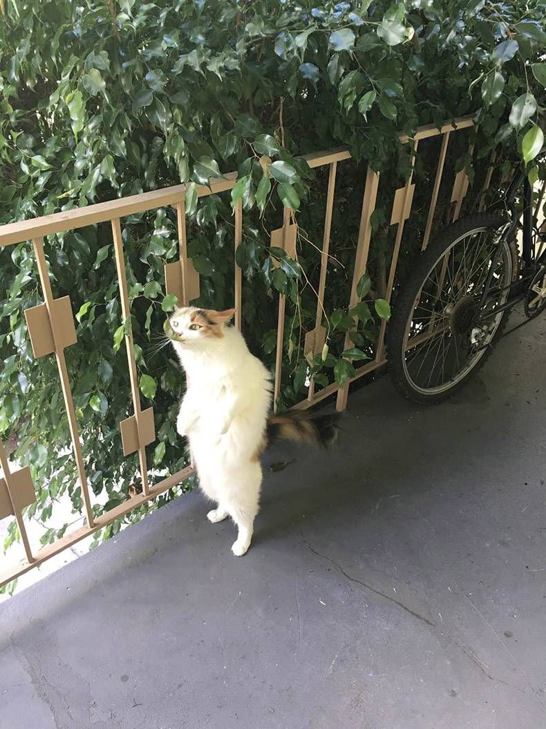Gewoon een verzameling hilarische foto's #1053
