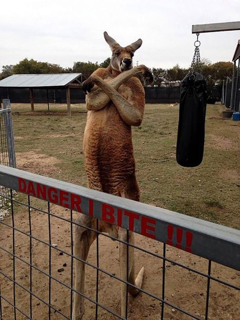 Gewoon een verzameling hilarische foto's #976