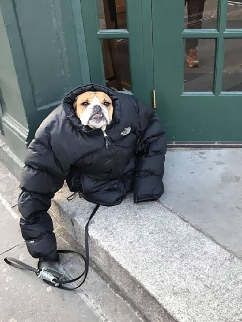 Gewoon een verzameling hilarische foto's #915