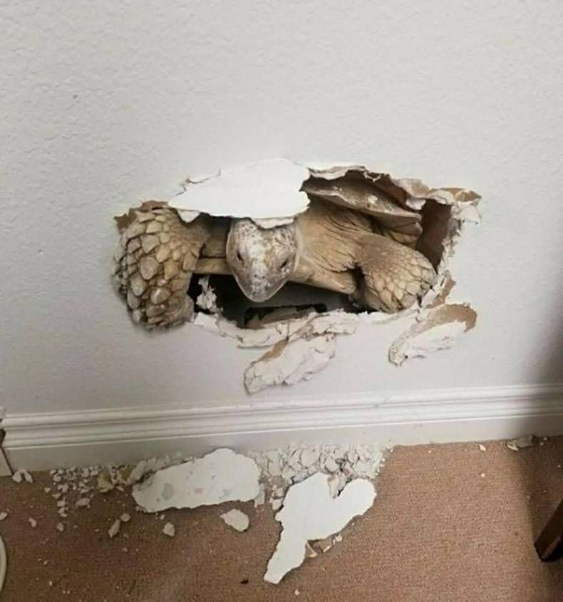 Gewoon een verzameling hilarische foto’s #921