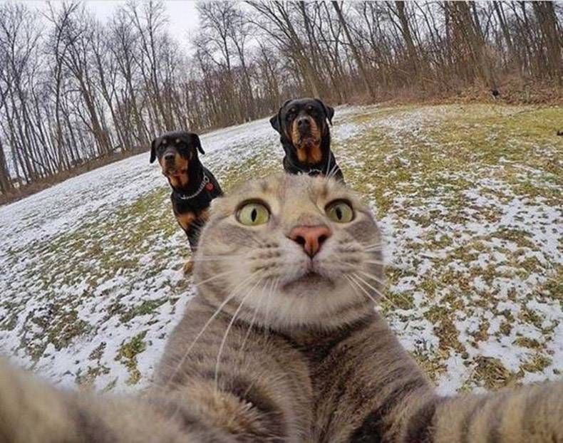 Gewoon een verzameling hilarische foto’s #923