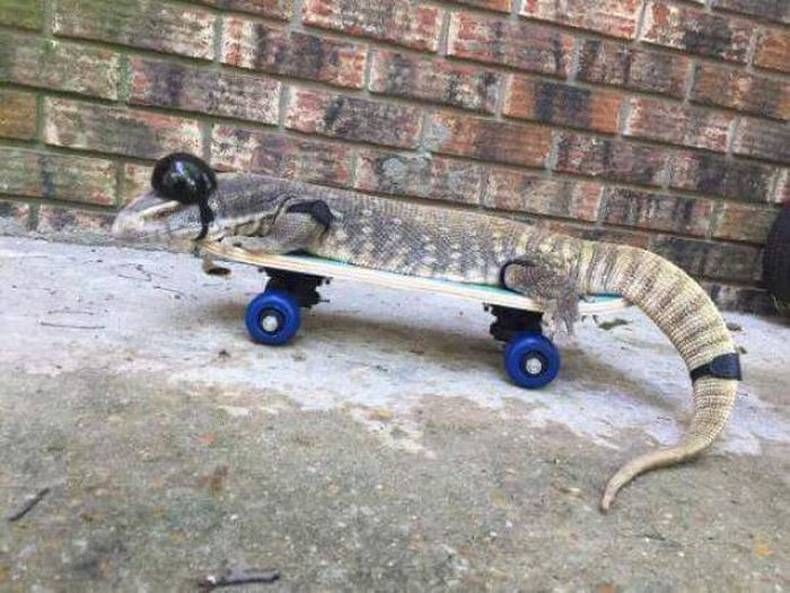 Gewoon een verzameling hilarische foto's #712