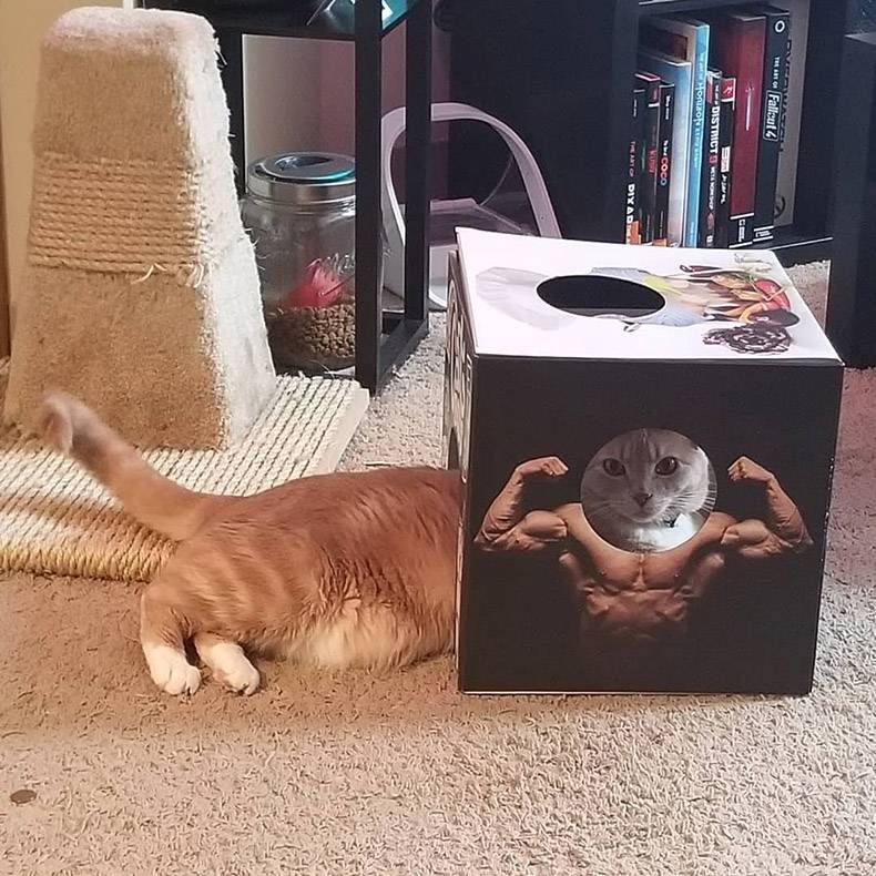 Gewoon een verzameling hilarische foto's #1148