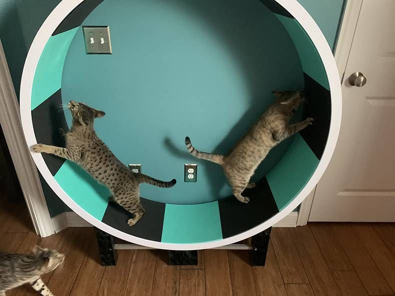 Gewoon een verzameling hilarische foto's #1219