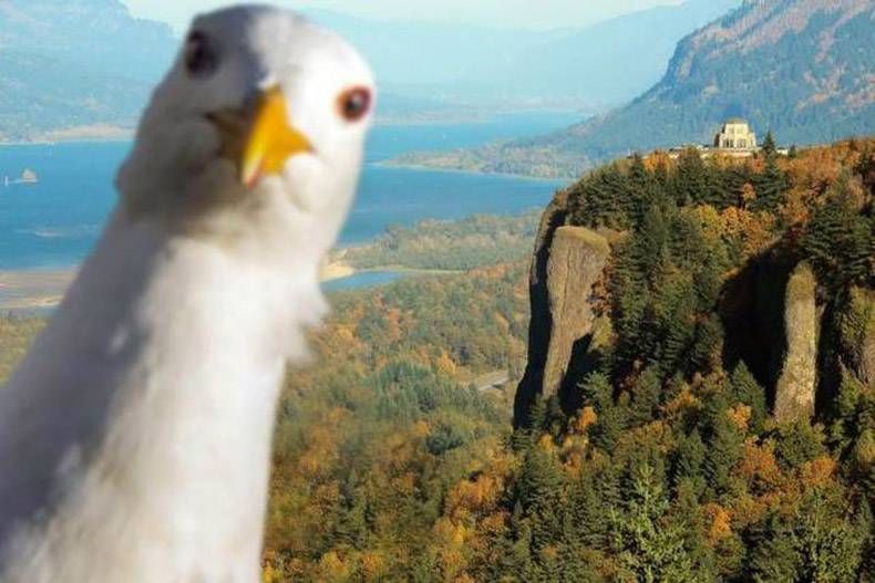 Gewoon een verzameling hilarische foto's #970