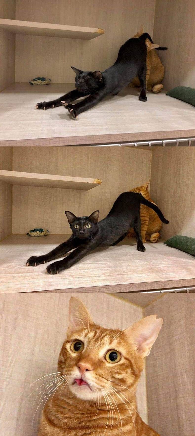 Gewoon een verzameling hilarische foto's #1063