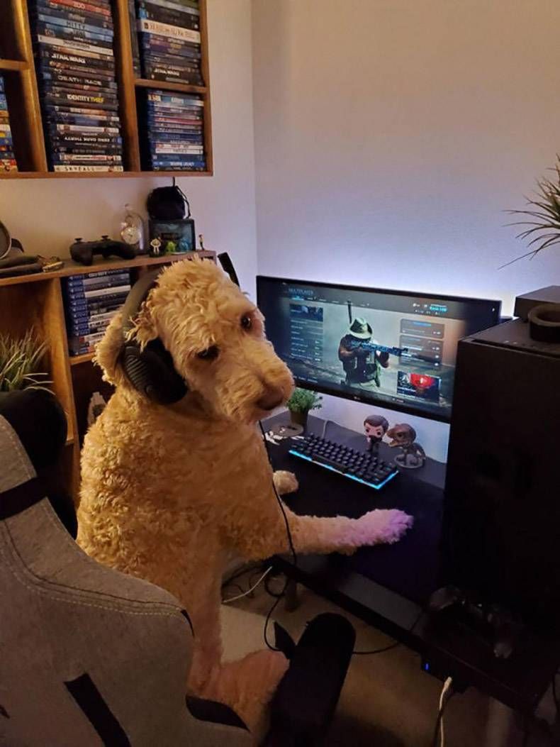 Gewoon een verzameling hilarische foto's #1238