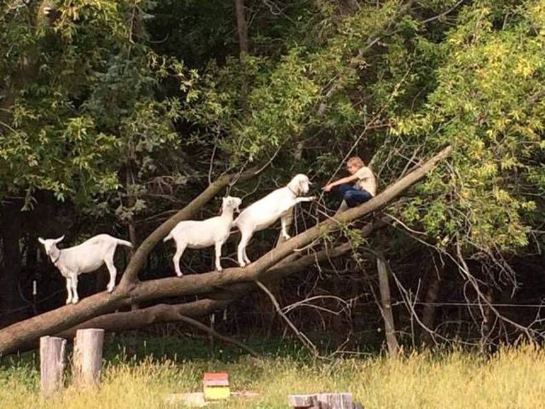 Gewoon een verzameling hilarische foto's #722