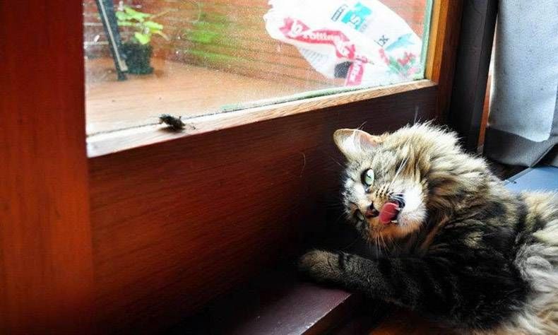Gewoon een verzameling hilarische foto's #1116