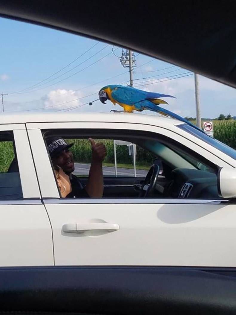 Gewoon een verzameling hilarische foto's #963