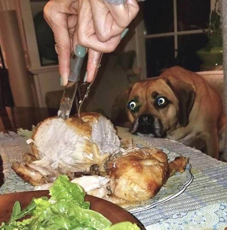 Gewoon een verzameling hilarische foto's #956