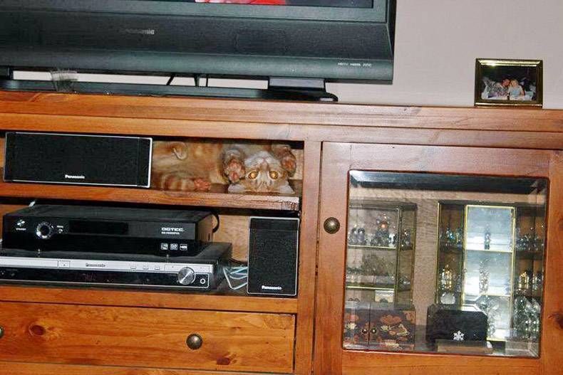 Gewoon een verzameling hilarische foto's #1104