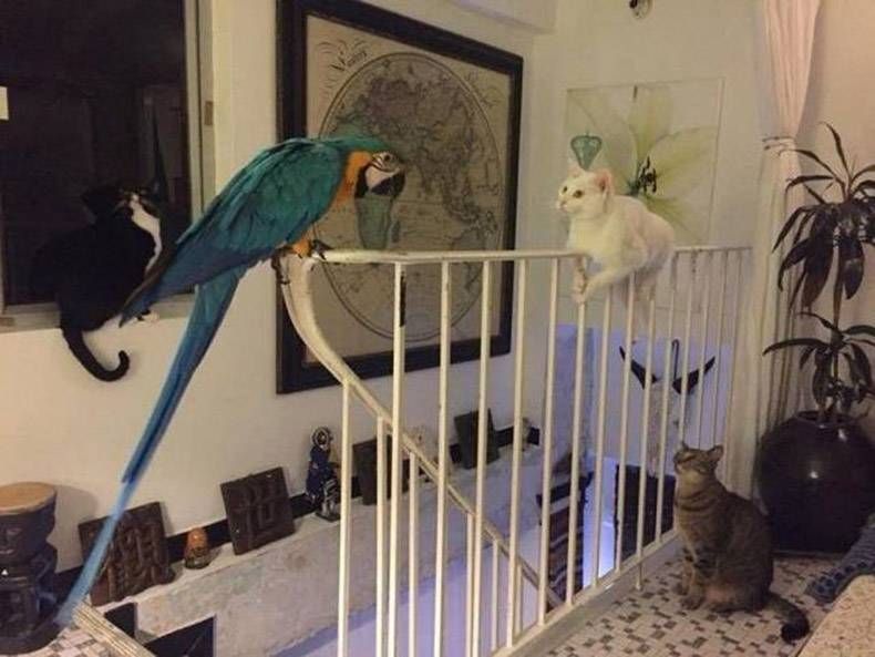 Gewoon een verzameling hilarische foto's #970