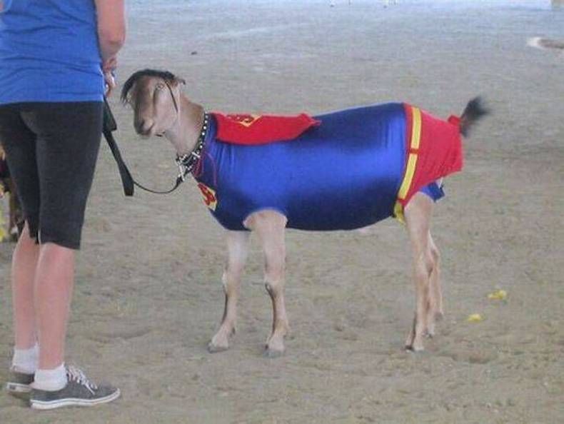 Gewoon een verzameling hilarische foto's #715