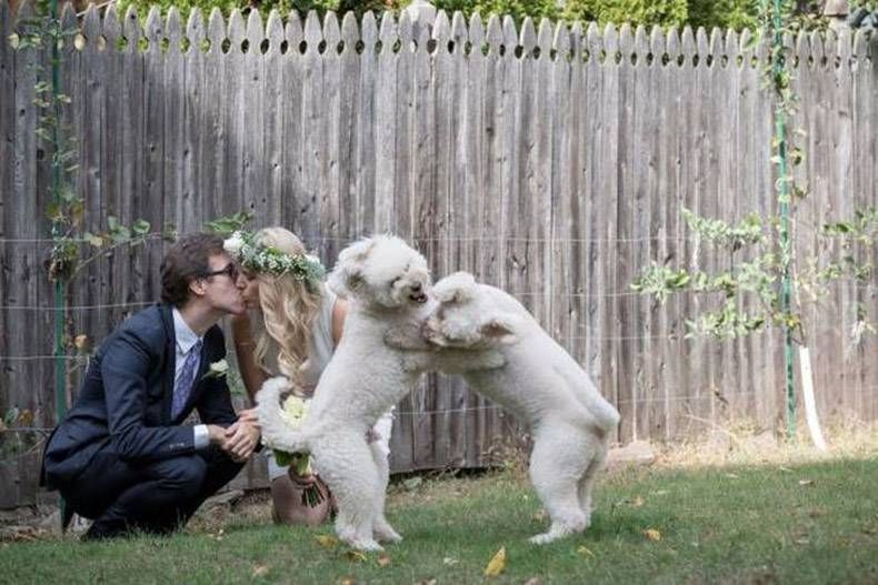 Gewoon een verzameling hilarische foto's #928