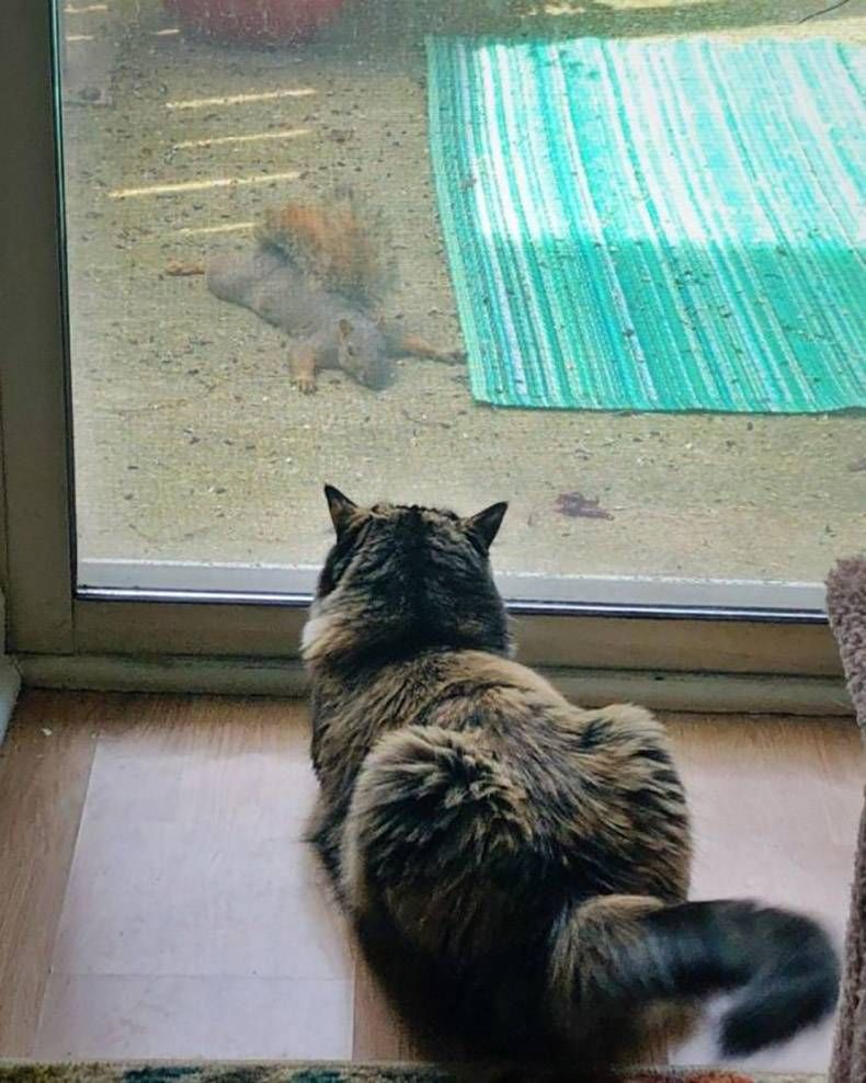 Gewoon een verzameling hilarische foto's #1202
