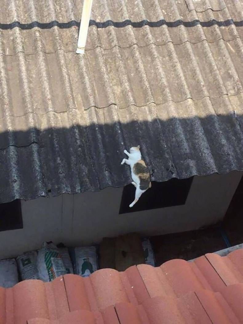 Gewoon een verzameling hilarische foto's #954