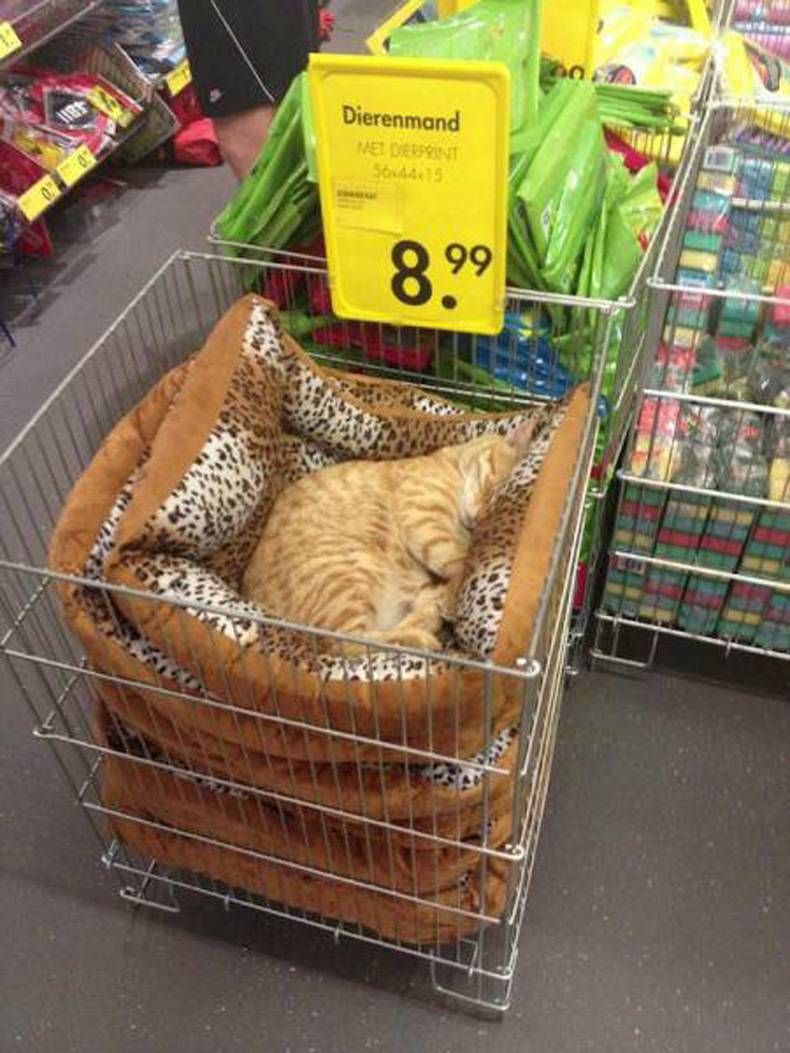 Gewoon een verzameling hilarische foto's #712