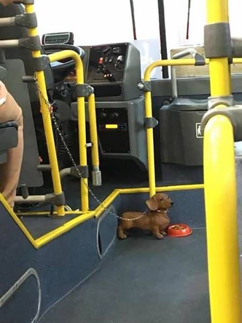 Gewoon een verzameling hilarische foto's #986