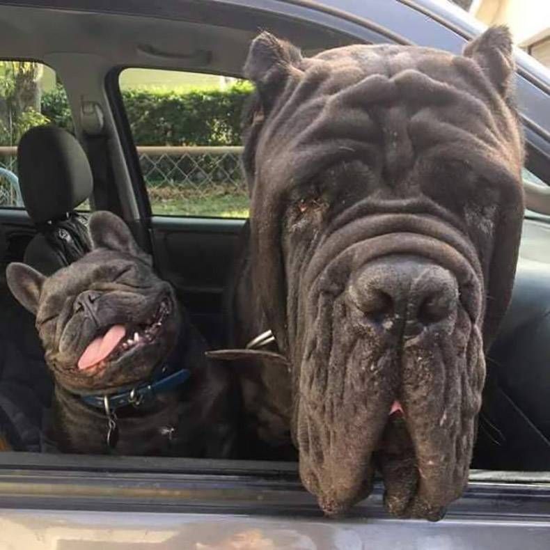 Gewoon een verzameling hilarische foto's #807