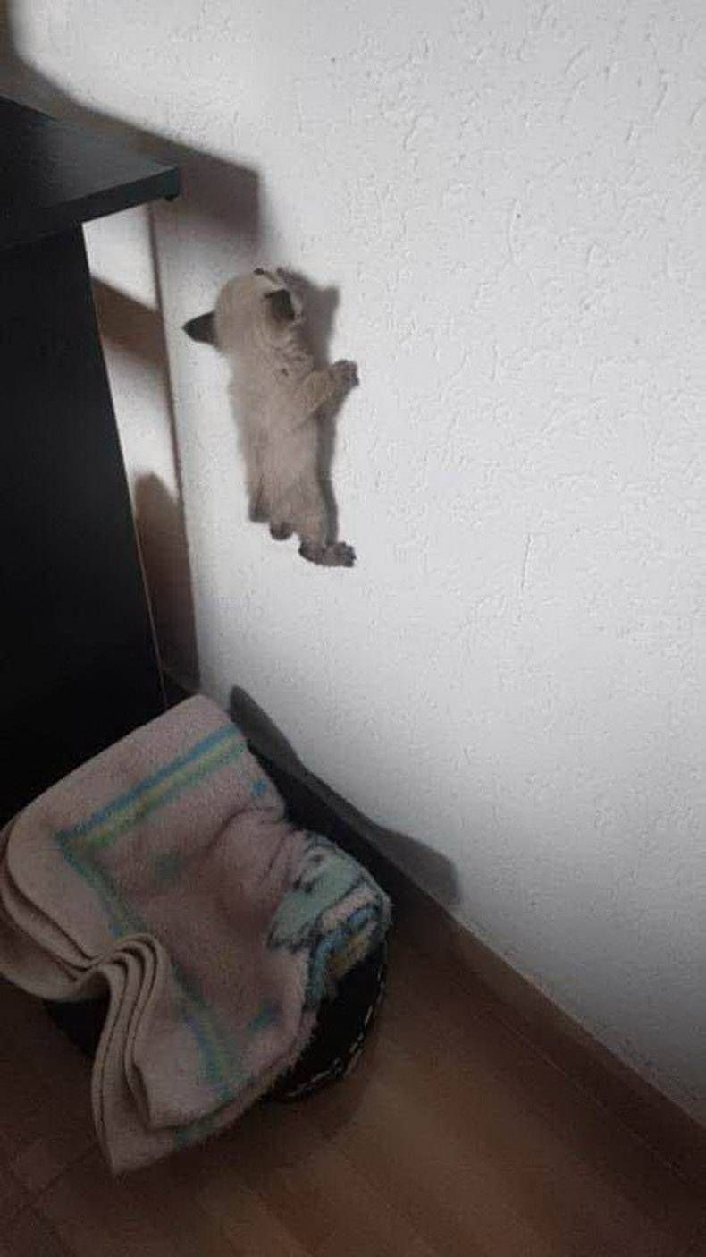 Gewoon een verzameling hilarische foto's #1137