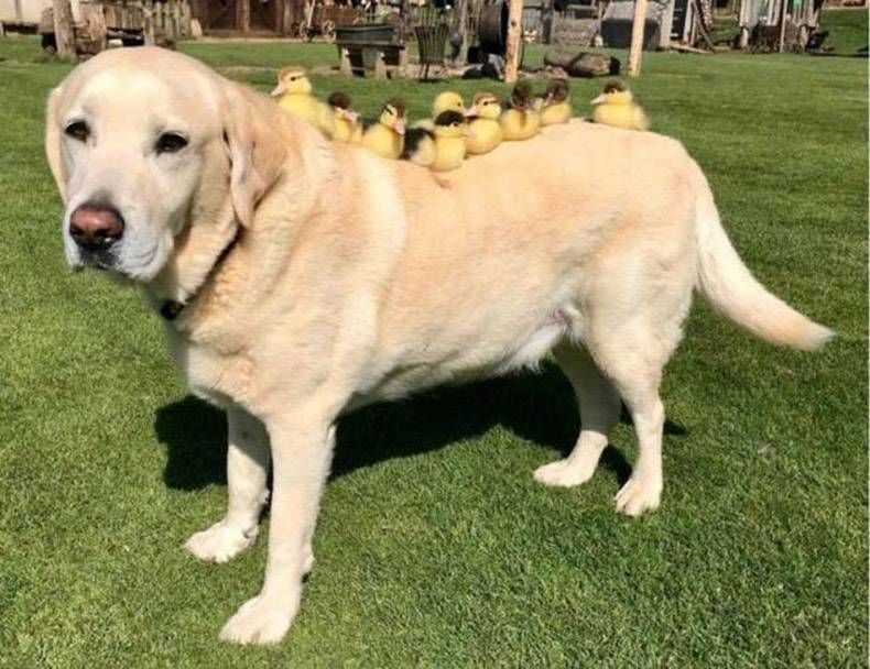 Gewoon een verzameling hilarische foto's #975