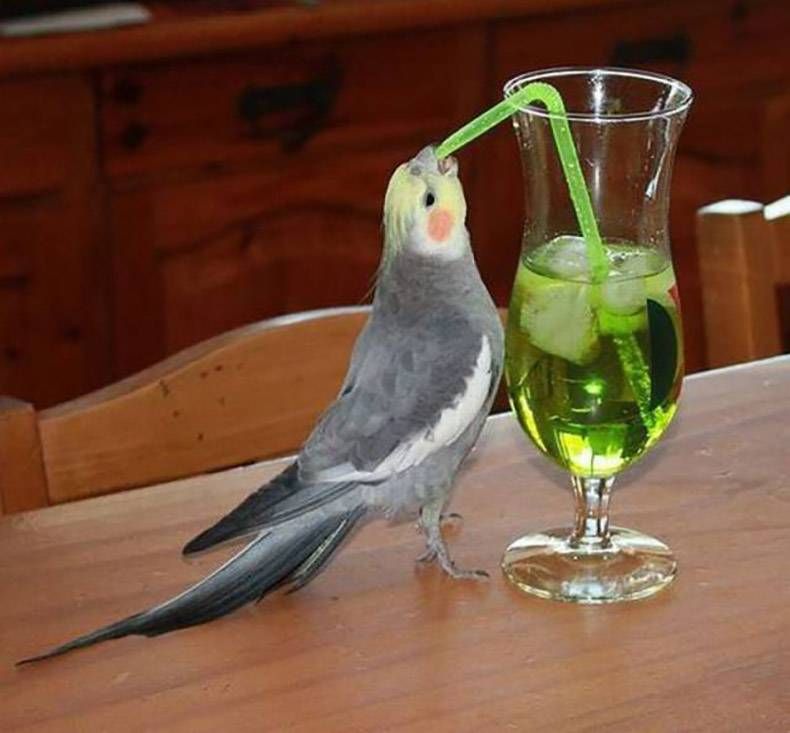 Gewoon een verzameling hilarische foto's #769