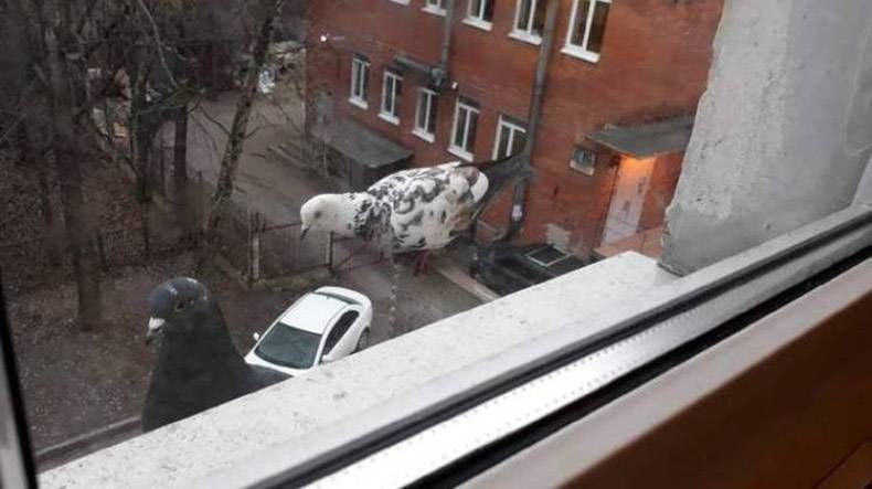 Gewoon een verzameling hilarische foto's #1254