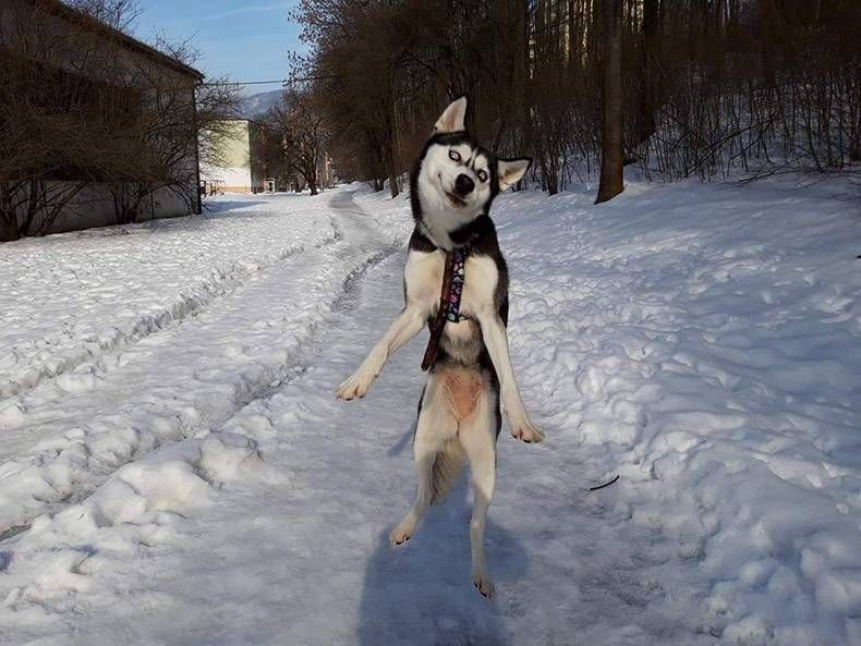 Gewoon een verzameling hilarische foto's #1090