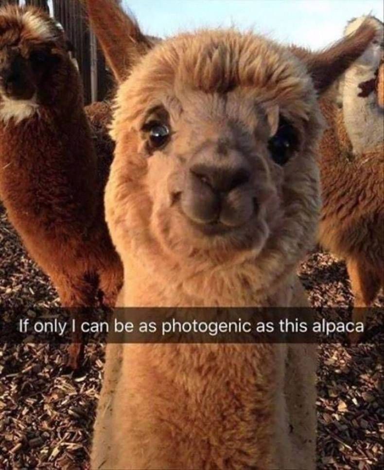 Gewoon een verzameling hilarische foto’s #980