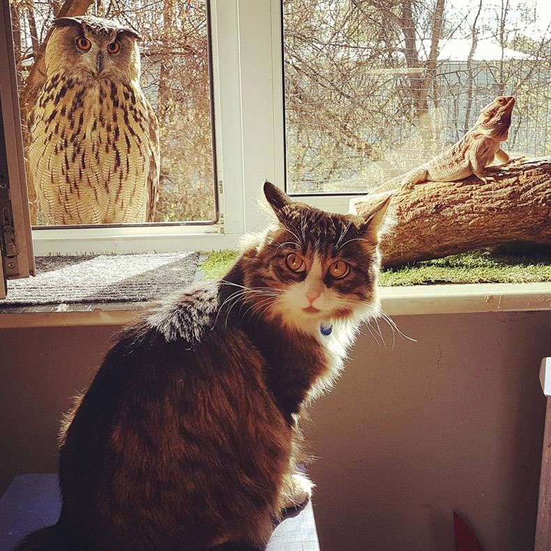 Gewoon een verzameling hilarische foto's #1016