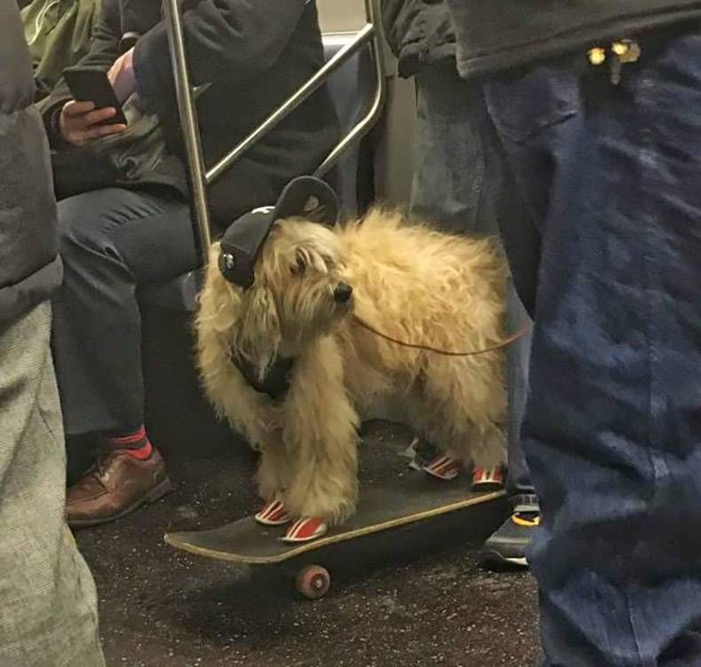 Gewoon een verzameling hilarische foto's #777