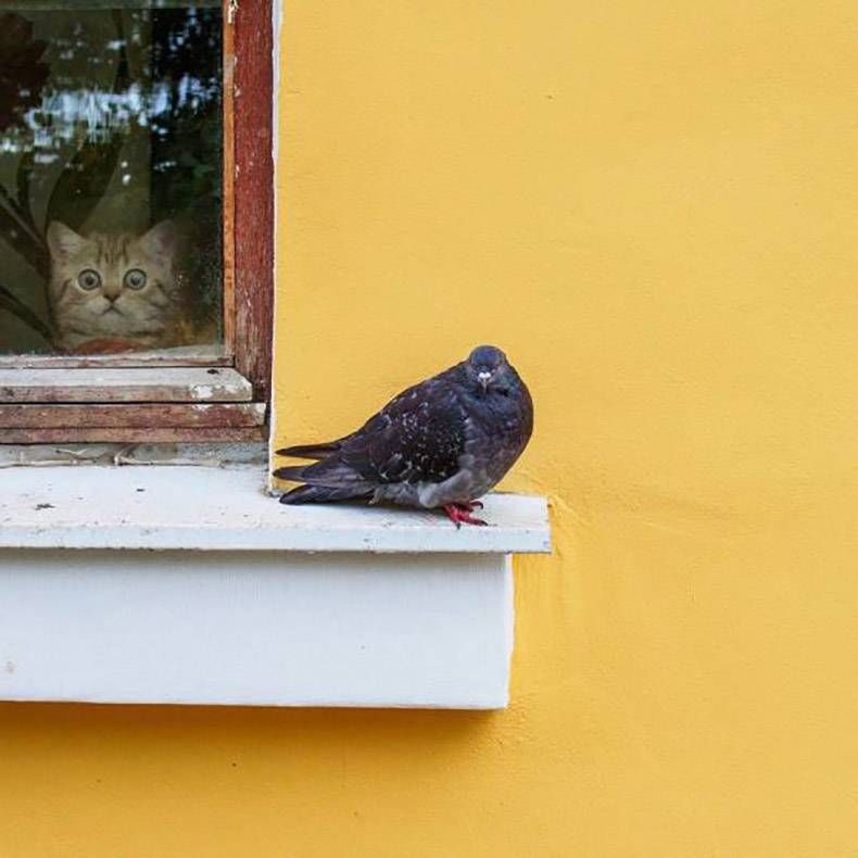 Gewoon een verzameling hilarische foto's #767