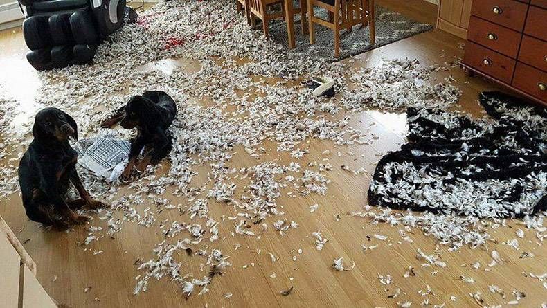 Gewoon een verzameling hilarische foto's #1314