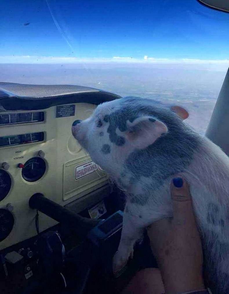 Gewoon een verzameling hilarische foto’s #1147