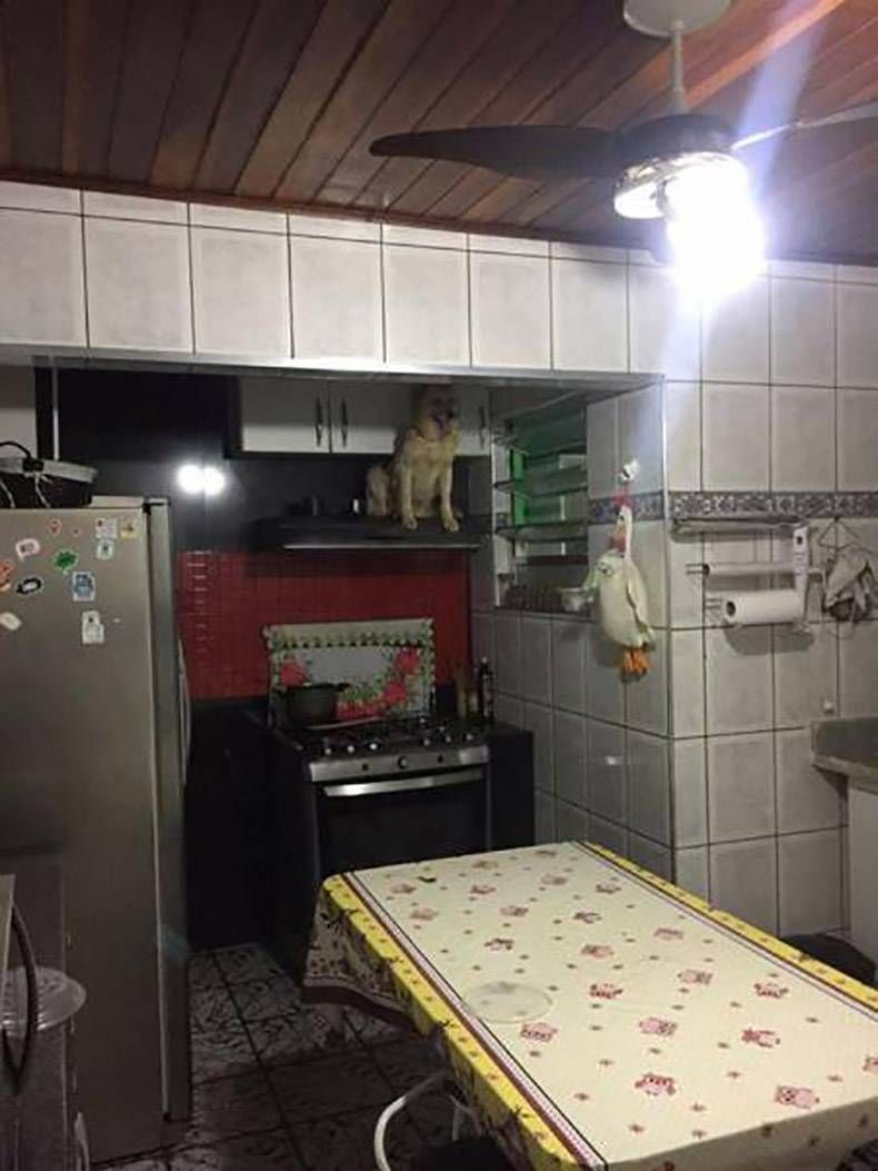 Gewoon een verzameling hilarische foto's #899